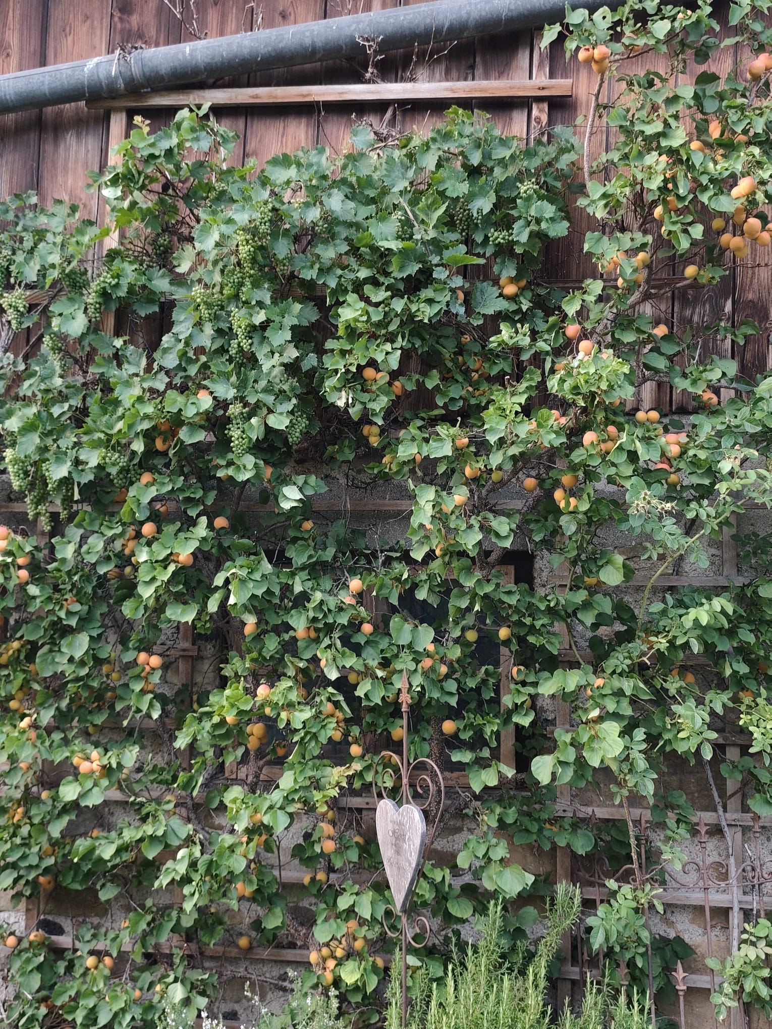 Gartenratsch